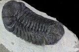 Bargain, Austerops Trilobite - Visible Eye Facets #80664-3